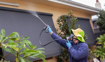 Why Hiring Professional Pest Control Is Necessary For Bee Removal In Perth