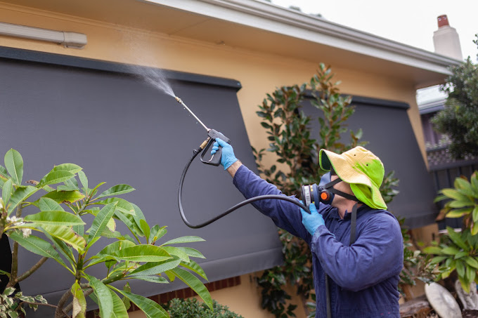 Why Hiring Professional Pest Control Is Necessary For Bee Removal In Perth